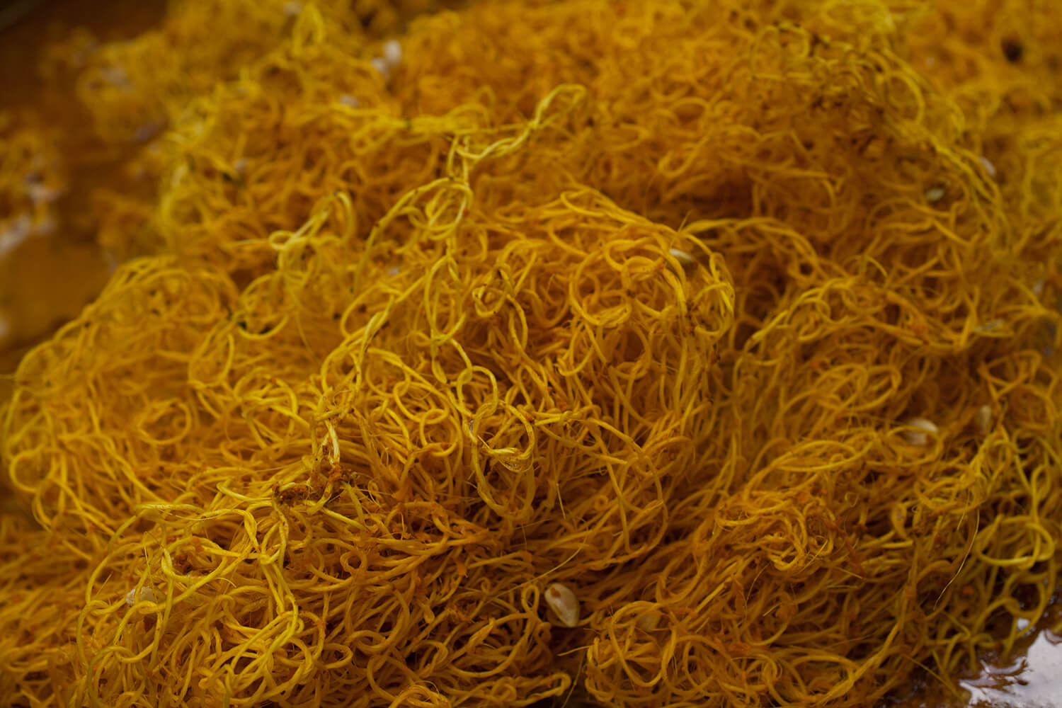 CURCUMA_galeria 44 _MG_4669.jpg